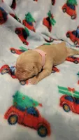 Hera, a female Golden Retriever for sale in Gladstone, OR – 2 of 2