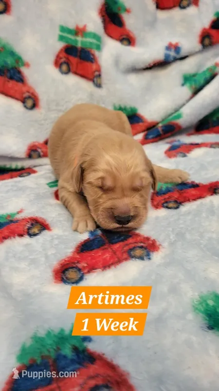 Artemis – Golden Retriever puppy for sale in Gladstone, OR