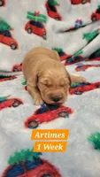 Artemis, a male Golden Retriever for sale in Gladstone, OR – 1 of 2