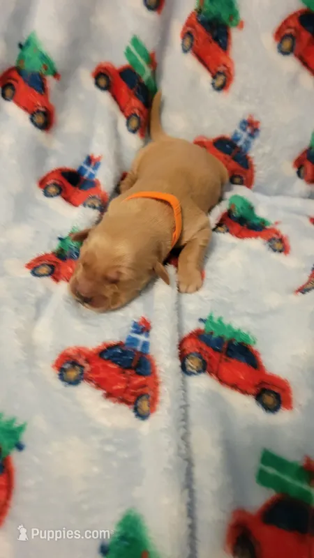 Artemis – Golden Retriever puppy for sale in Gladstone, OR