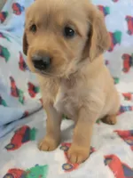 Venus, a female Golden Retriever for sale in Gladstone, OR – 2 of 7