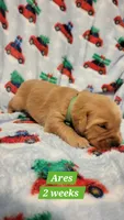 Ares, a male Golden Retriever for sale in Gladstone, OR – 2 of 4