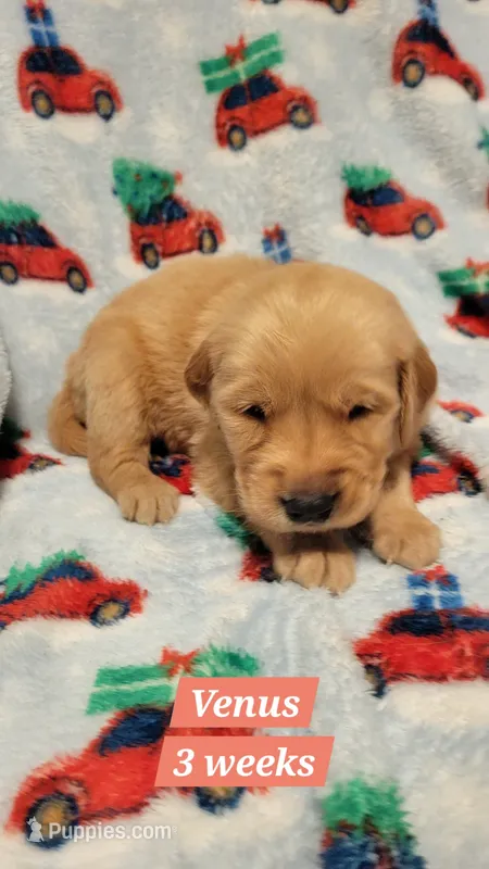 Venus – Golden Retriever puppy for sale in Gladstone, OR