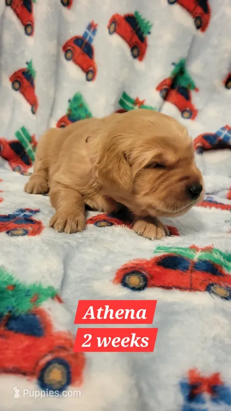 Athena – Golden Retriever puppy for sale in Gladstone, OR