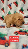 Athena, a female Golden Retriever for sale in Gladstone, OR – 3 of 5
