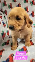 Venus, a female Golden Retriever for sale in Gladstone, OR – 1 of 8