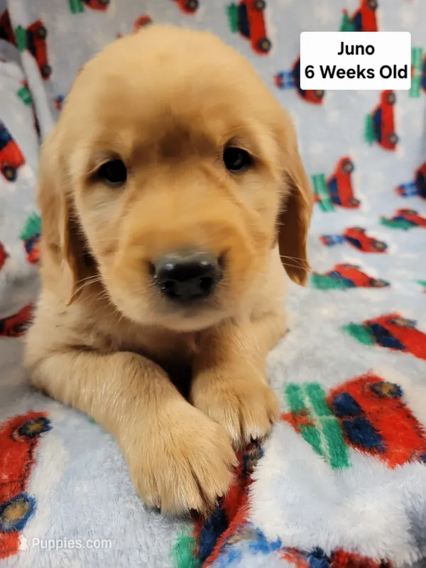 Juno – Golden Retriever puppy for sale in Gladstone, OR