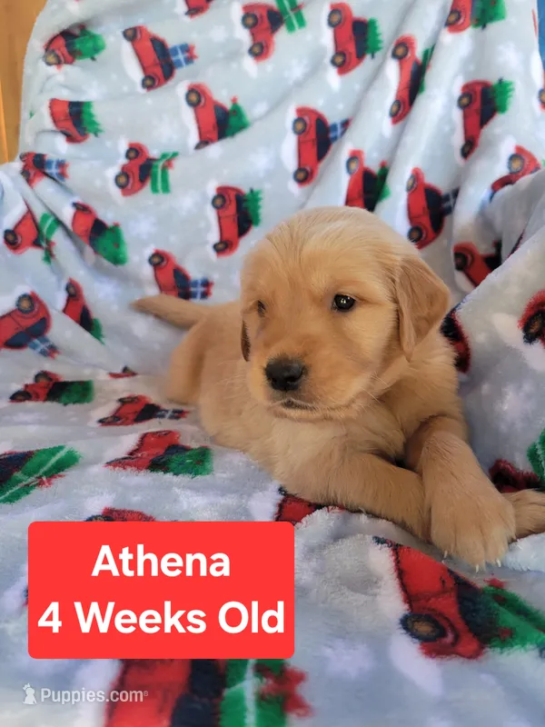 Athena – Golden Retriever puppy for sale in Gladstone, OR