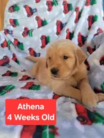 Athena, a female Golden Retriever for sale in Gladstone, OR – 1 of 5