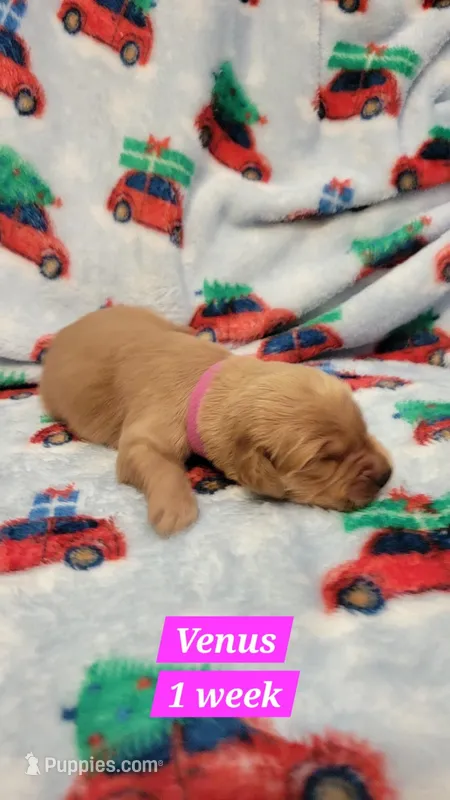 Venus – Golden Retriever puppy for sale in Gladstone, OR