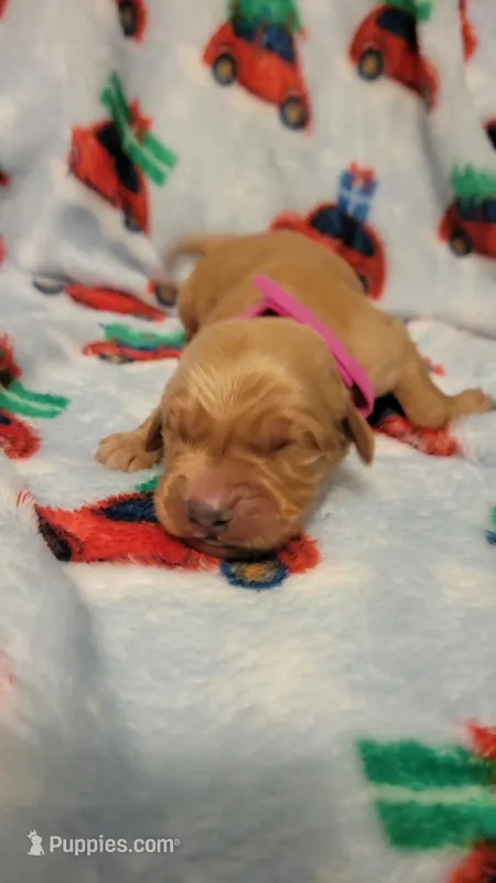 Venus – Golden Retriever puppy for sale in Gladstone, OR