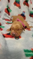 Venus, a female Golden Retriever for sale in Gladstone, OR – 7 of 7