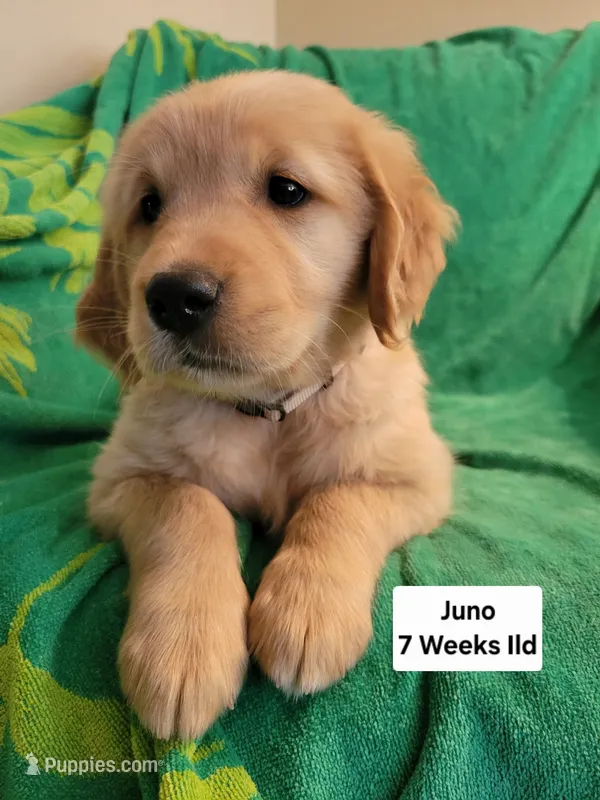 Juno – Golden Retriever puppy on hold in Gladstone, OR
