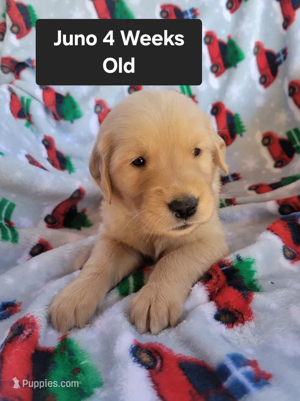 Juno – Golden Retriever puppy for sale in Gladstone, OR