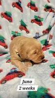 Juno, a female Golden Retriever for sale in Gladstone, OR – 5 of 7