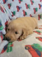 Juno, a female Golden Retriever for sale in Gladstone, OR – 2 of 7