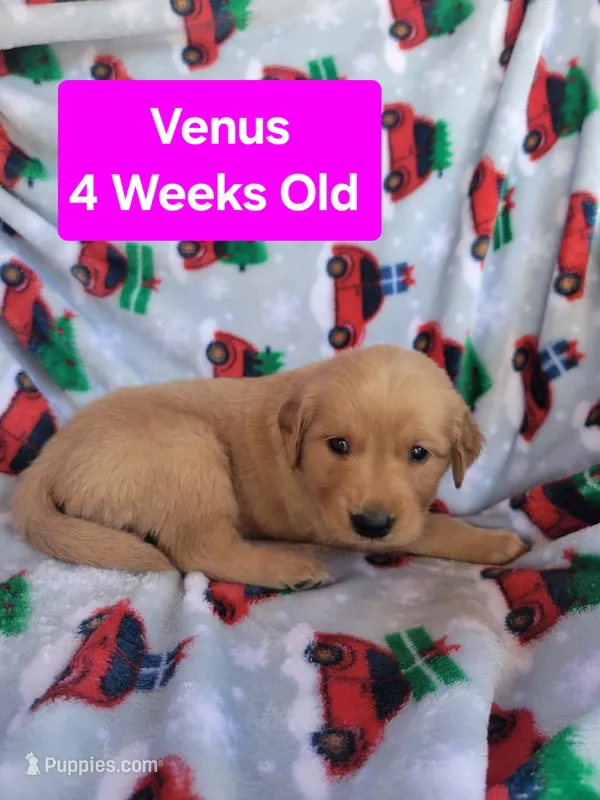 Venus – Golden Retriever puppy for sale in Gladstone, OR