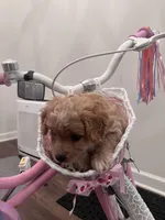 Milo, a male Miniature Goldendoodle for sale in Montgomery, AL – Photo 3 of 4