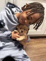 Milo, a male Miniature Goldendoodle for sale in Montgomery, AL – Photo 4 of 4