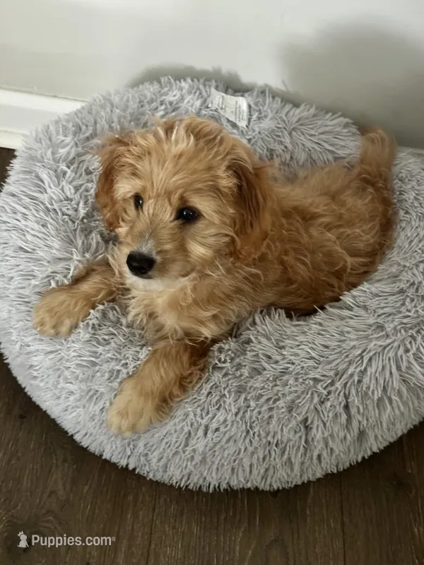 Milo – Miniature Goldendoodle puppy for sale in Montgomery, AL