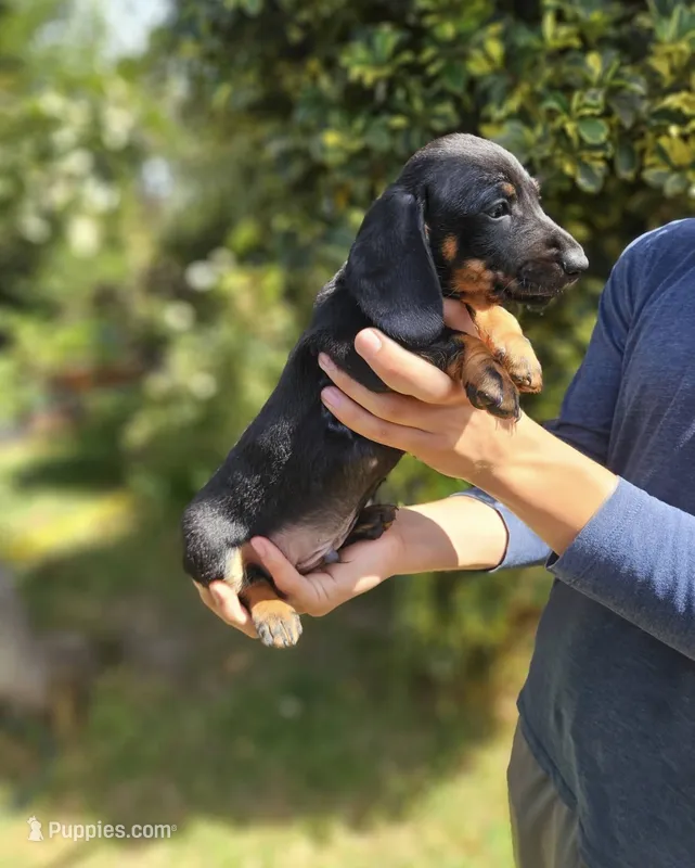 tommy – Miniature Dachshund puppy for sale in Temecula, CA