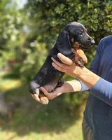 tommy, a male Miniature Dachshund for sale in Temecula, CA – 1 of 2
