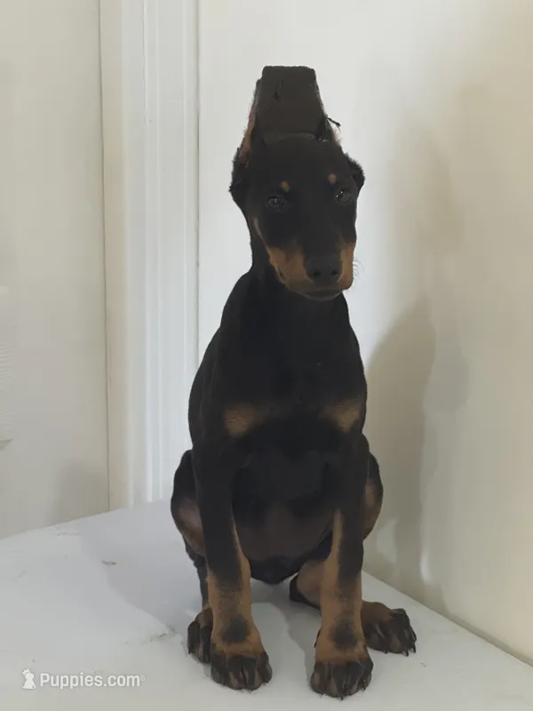 kimbo – Doberman Pinscher puppy for sale in Temecula, CA