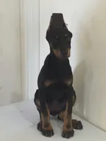 kayla, a female Doberman Pinscher for sale in Temecula, CA – 1 of 2
