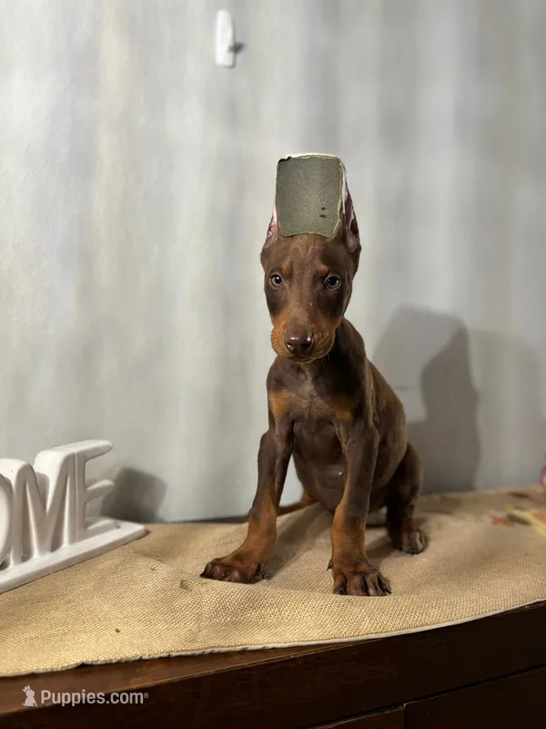 Grace – Doberman Pinscher puppy on hold in Temecula, CA