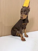 Mark, a male Doberman Pinscher for sale in Temecula, CA – 2 of 2