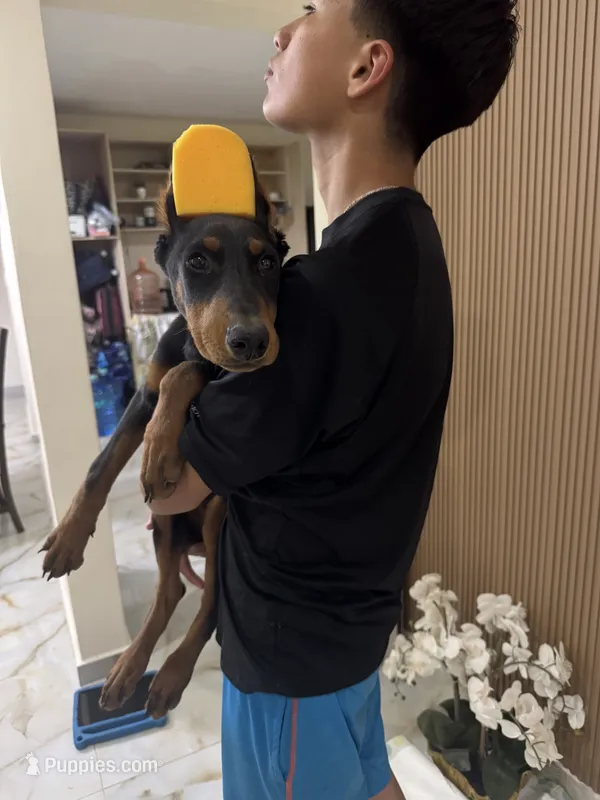 Serena – Doberman Pinscher puppy for sale in Temecula, CA