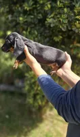 tommy, a male Miniature Dachshund for sale in Temecula, CA – 2 of 2