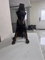 kimbo, a male Doberman Pinscher for sale in Temecula, CA – 2 of 2
