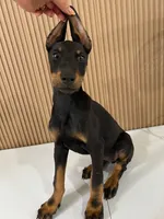 Kim, a female Doberman Pinscher for sale in Temecula, CA – 1 of 3