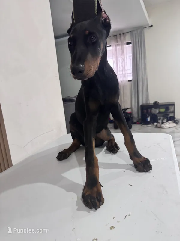 Kayla  – Doberman Pinscher puppy for sale in Temecula, CA