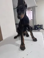 Kayla , a female Doberman Pinscher for sale in Temecula, CA – 1 of 1