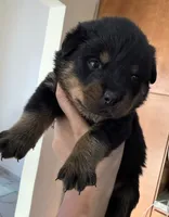 Hiley, a female Rottweiler for sale in Temecula, CA – 1 of 2