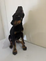 Kira, a female Doberman Pinscher for sale in Temecula, CA – 1 of 1