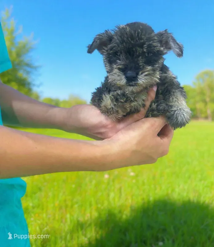 Lulu – Miniature Schnauzer puppy for sale in Temecula, CA