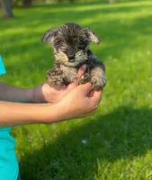 Paris, a male Miniature Schnauzer for sale in Temecula, CA – Photo 3 of 3