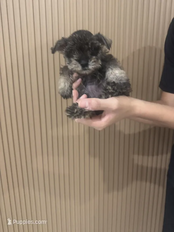 Paris – Miniature Schnauzer puppy for sale in Temecula, CA