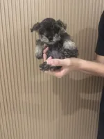 Paris, a male Miniature Schnauzer for sale in Temecula, CA – Photo 1 of 3