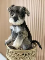 Tony, a male Miniature Schnauzer for sale in Temecula, CA – Photo 1 of 3