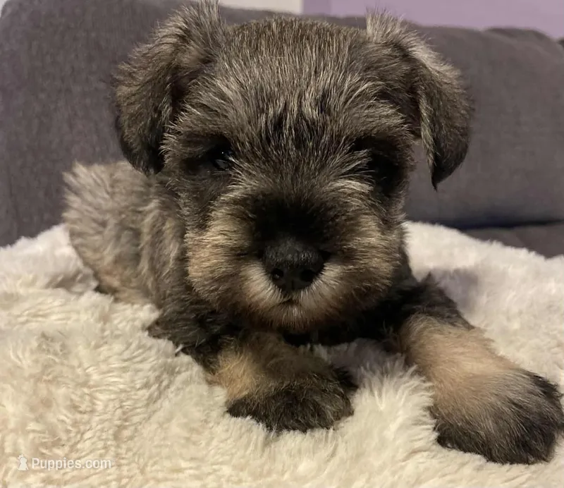 Lulu – Miniature Schnauzer puppy for sale in Temecula, CA