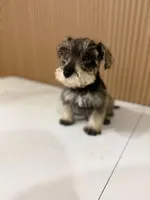 Tony, a male Miniature Schnauzer for sale in Temecula, CA – Photo 2 of 3