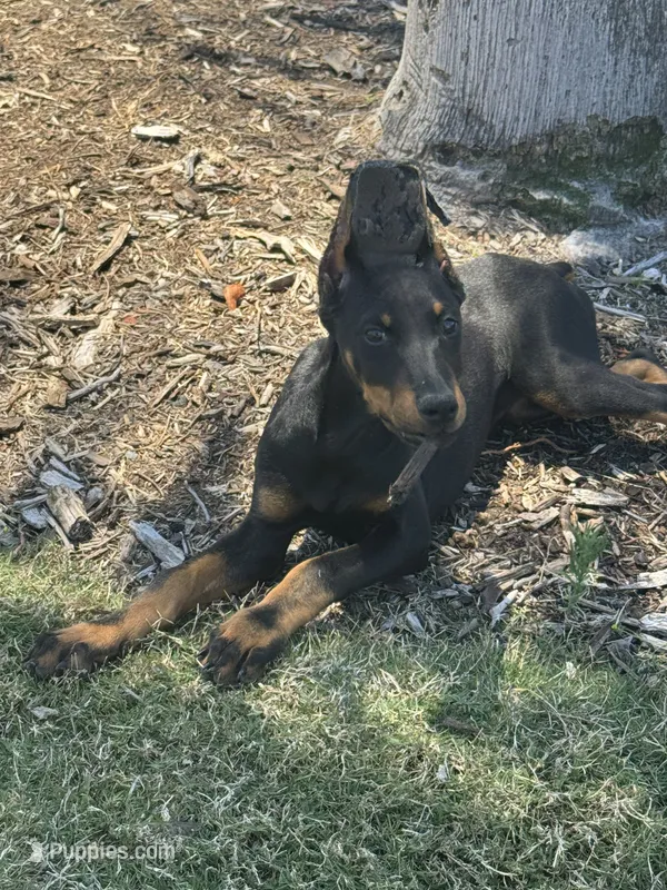 Serena – Doberman Pinscher puppy for sale in Temecula, CA