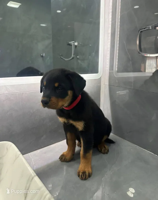 Brutus, a male Rottweiler for sale in Temecula, CA – 1 of 2