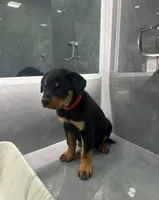 Brutus, a male Rottweiler for sale in Temecula, CA – 1 of 2