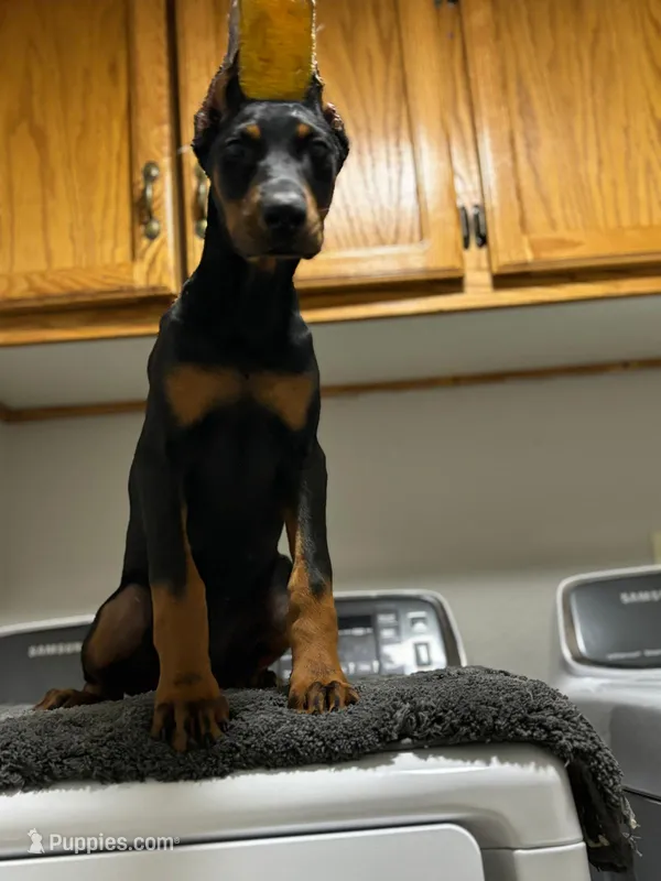 Kira – Doberman Pinscher puppy for sale in Temecula, CA