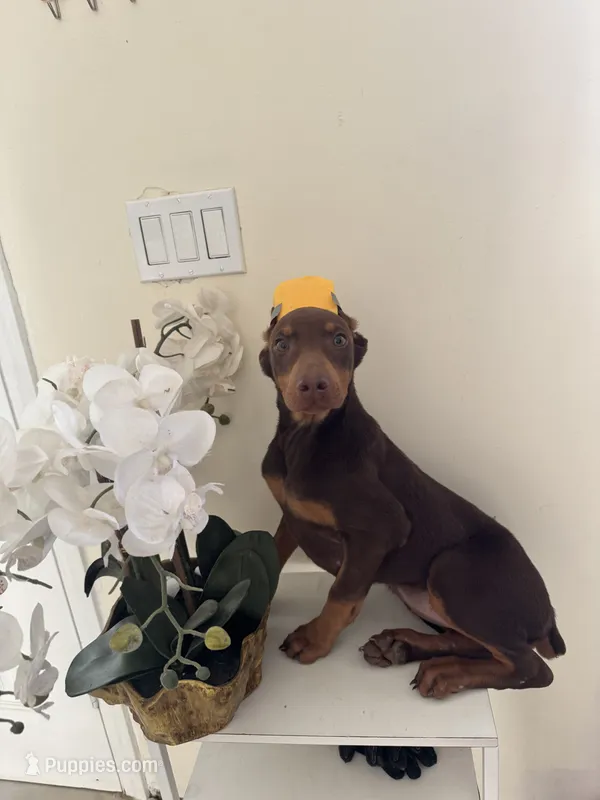 Bella – Doberman Pinscher puppy for sale in Temecula, CA